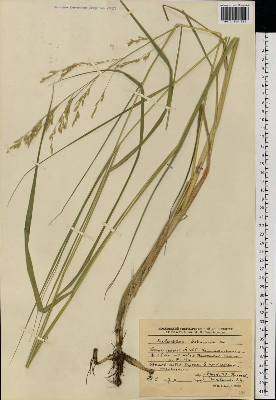 Scolochloa festucacea (Willd.) Link, Eastern Europe, Eastern region (E10) (Russia)