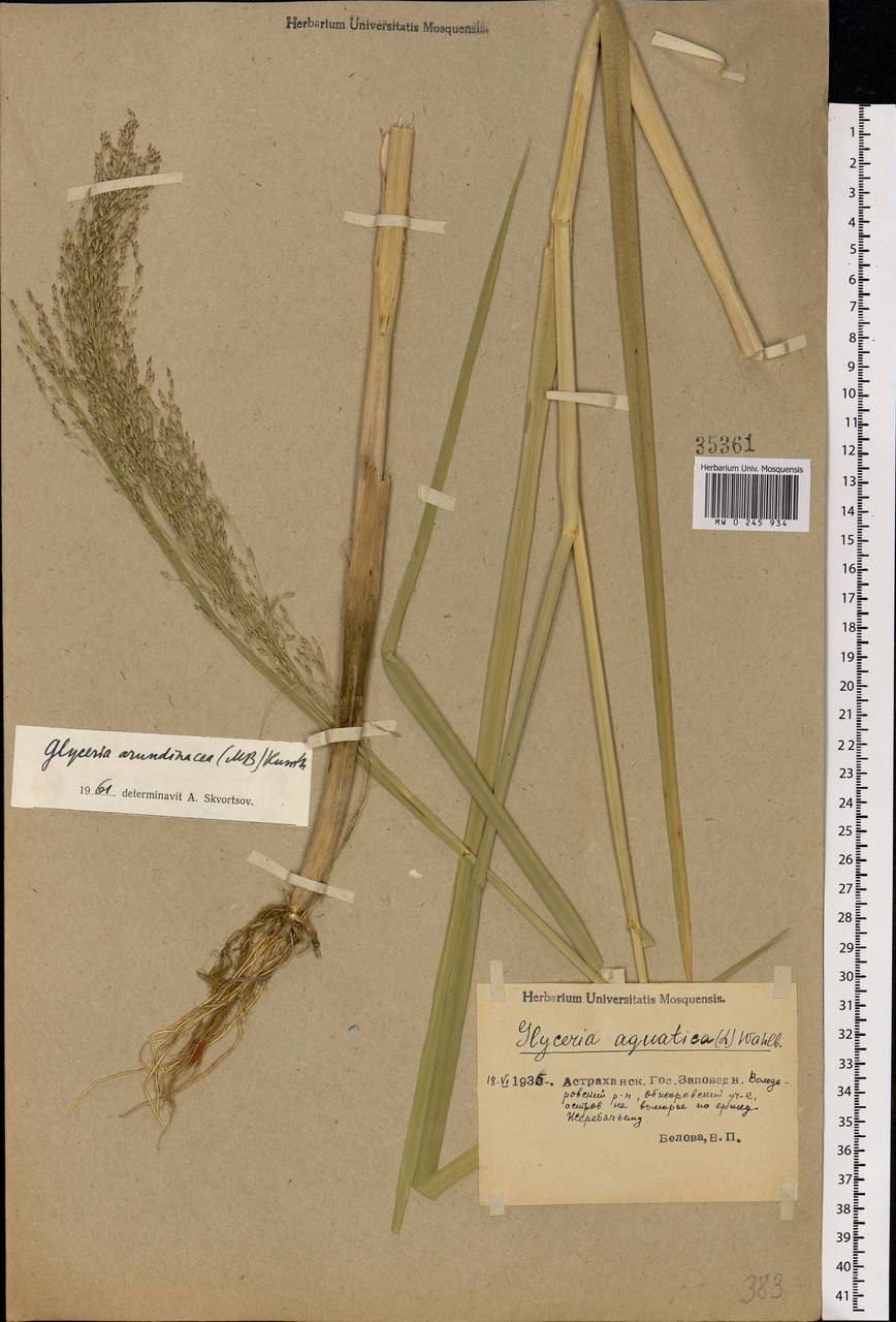 Glyceria arundinacea Kunth, Eastern Europe, Lower Volga region (E9) (Russia)