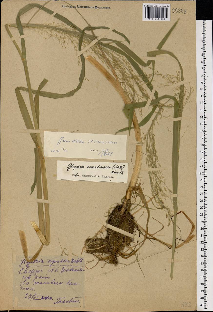 Glyceria arundinacea Kunth, Eastern Europe, Eastern region (E10) (Russia)