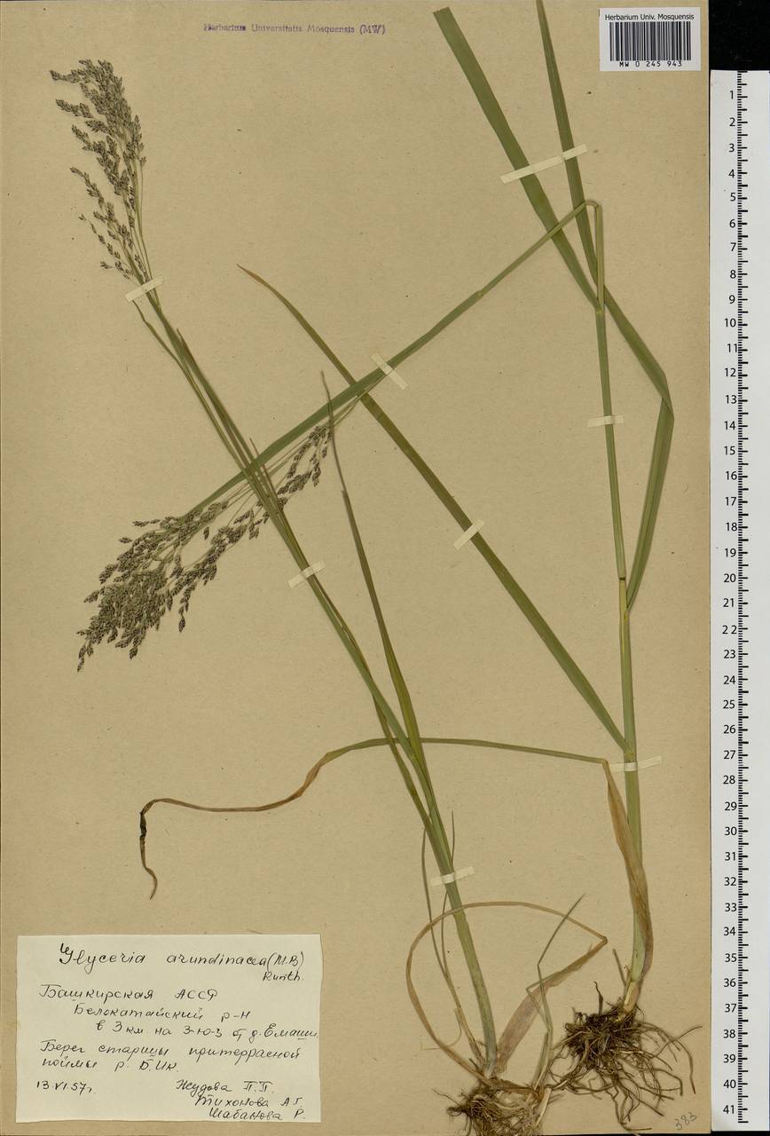 Glyceria arundinacea Kunth, Eastern Europe, Eastern region (E10) (Russia)