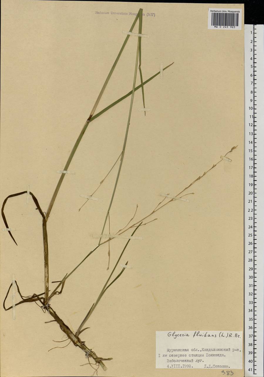 Glyceria fluitans (L.) R.Br., Eastern Europe, Northern region (E1) (Russia)