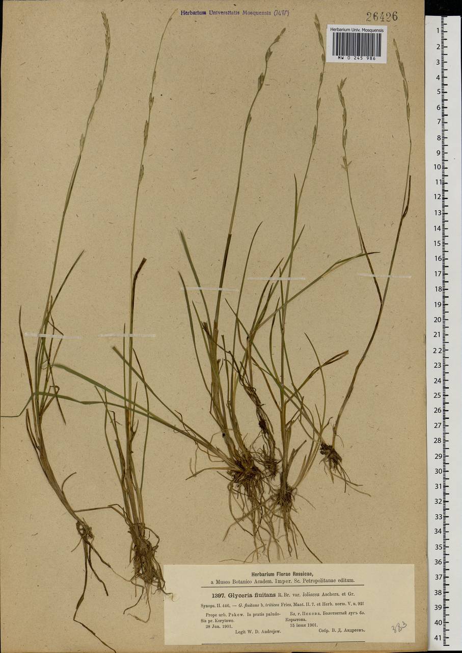 Glyceria fluitans (L.) R.Br., Eastern Europe, North-Western region (E2) (Russia)