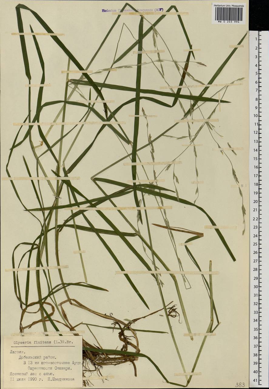 Glyceria fluitans (L.) R.Br., Eastern Europe, Latvia (E2b) (Latvia)