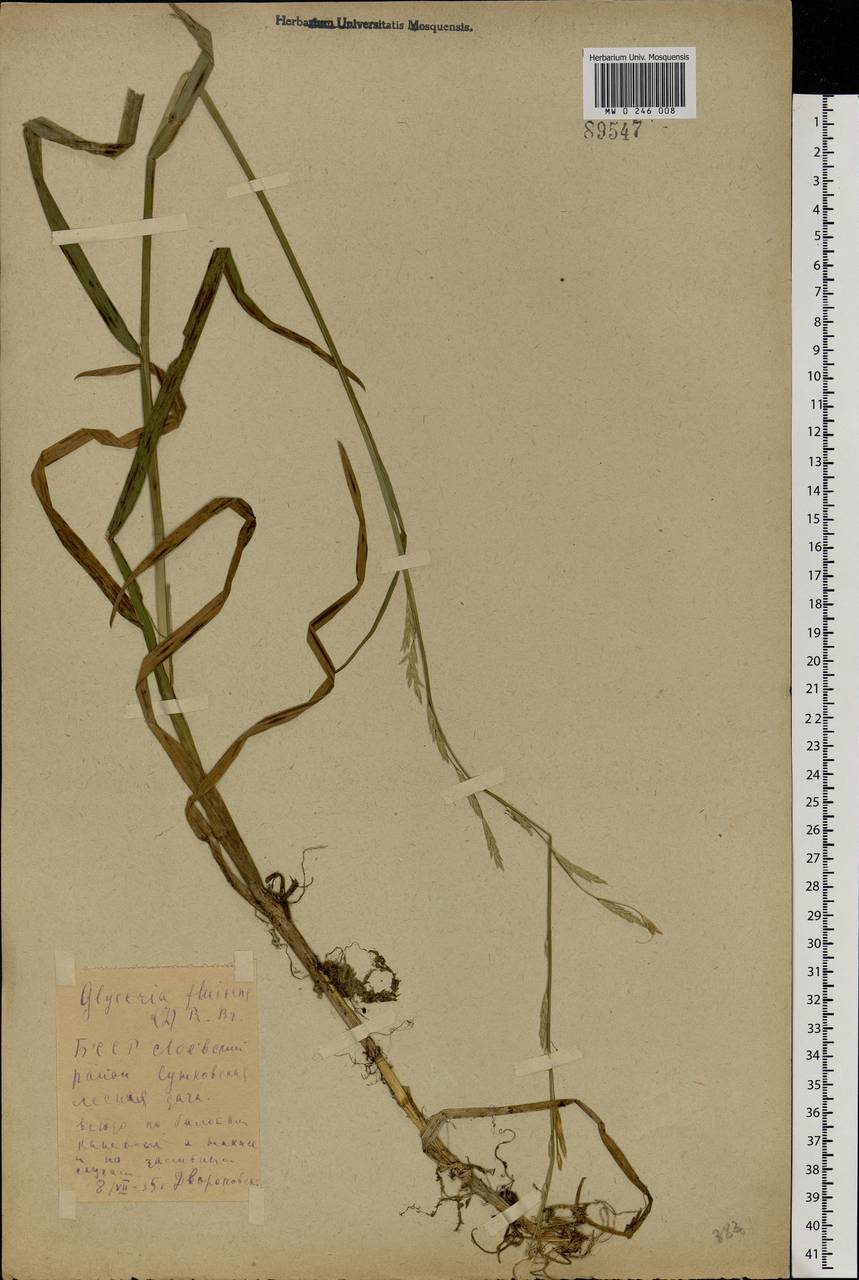 Glyceria fluitans (L.) R.Br., Eastern Europe, Belarus (E3a) (Belarus)