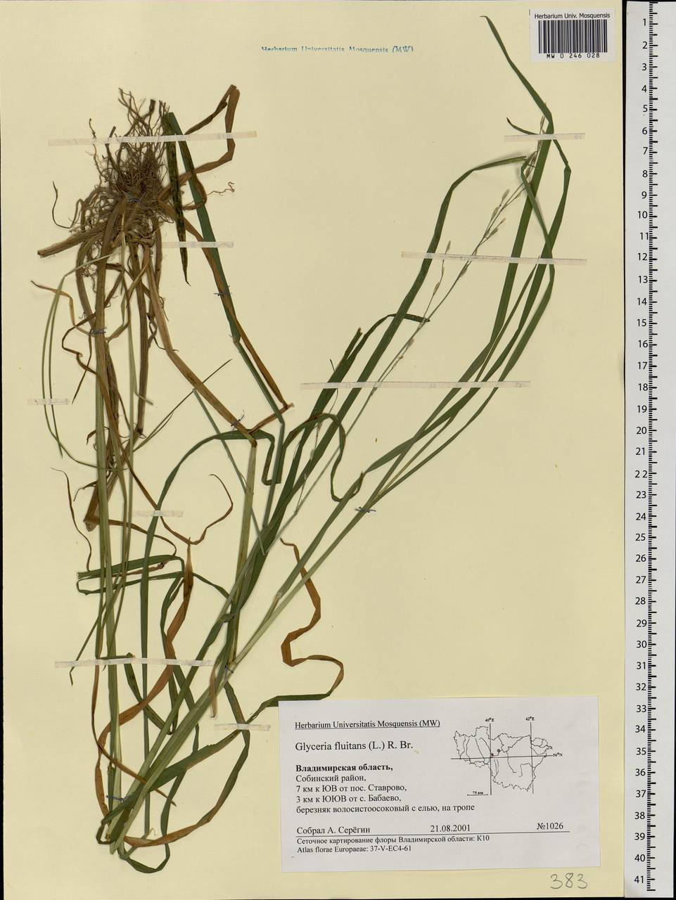 Glyceria fluitans (L.) R.Br., Eastern Europe, Central region (E4) (Russia)