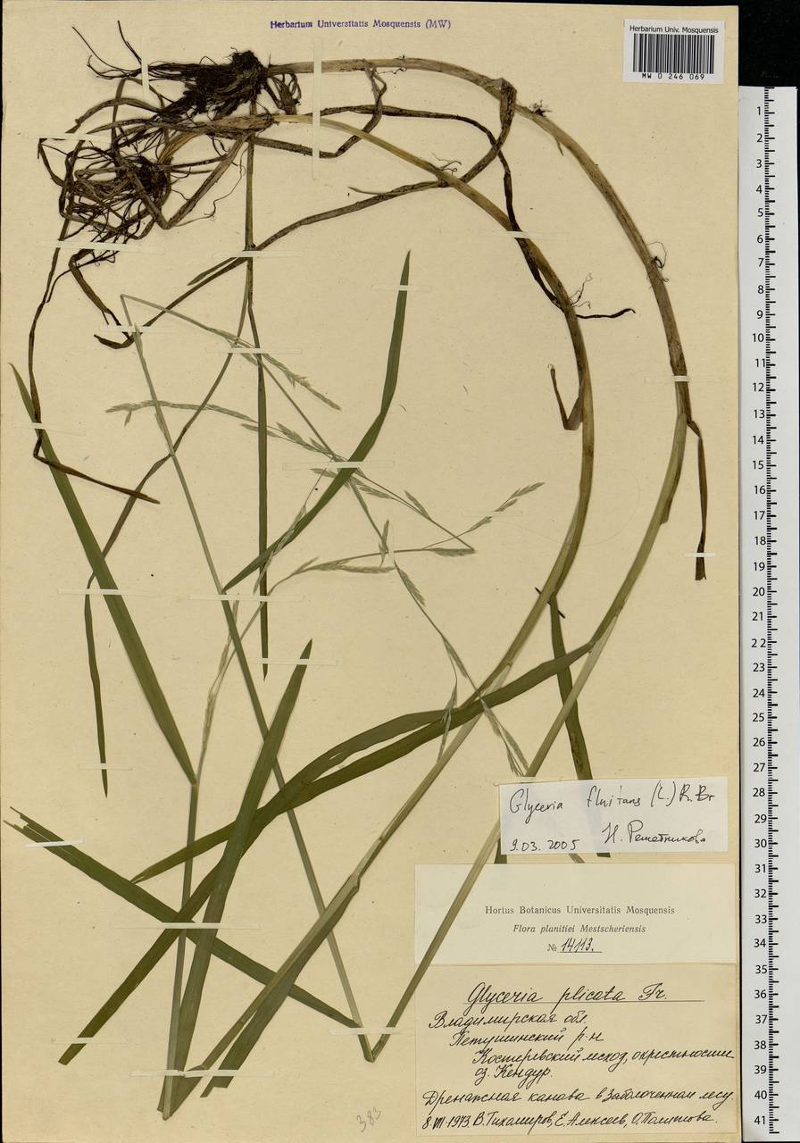 Glyceria fluitans (L.) R.Br., Eastern Europe, Central region (E4) (Russia)