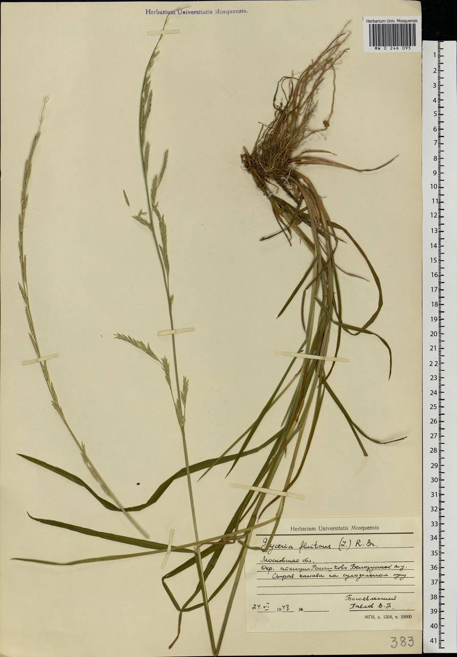 Glyceria fluitans (L.) R.Br., Eastern Europe, Moscow region (E4a) (Russia)