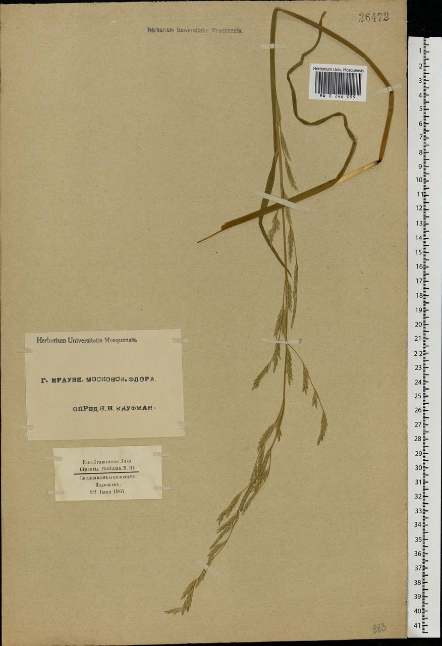 Glyceria fluitans (L.) R.Br., Eastern Europe, Moscow region (E4a) (Russia)