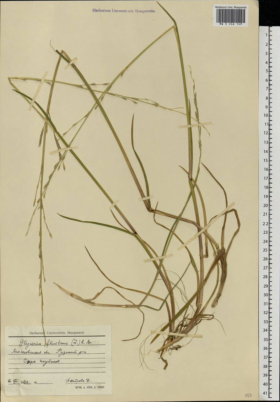 Glyceria fluitans (L.) R.Br., Eastern Europe, Moscow region (E4a) (Russia)