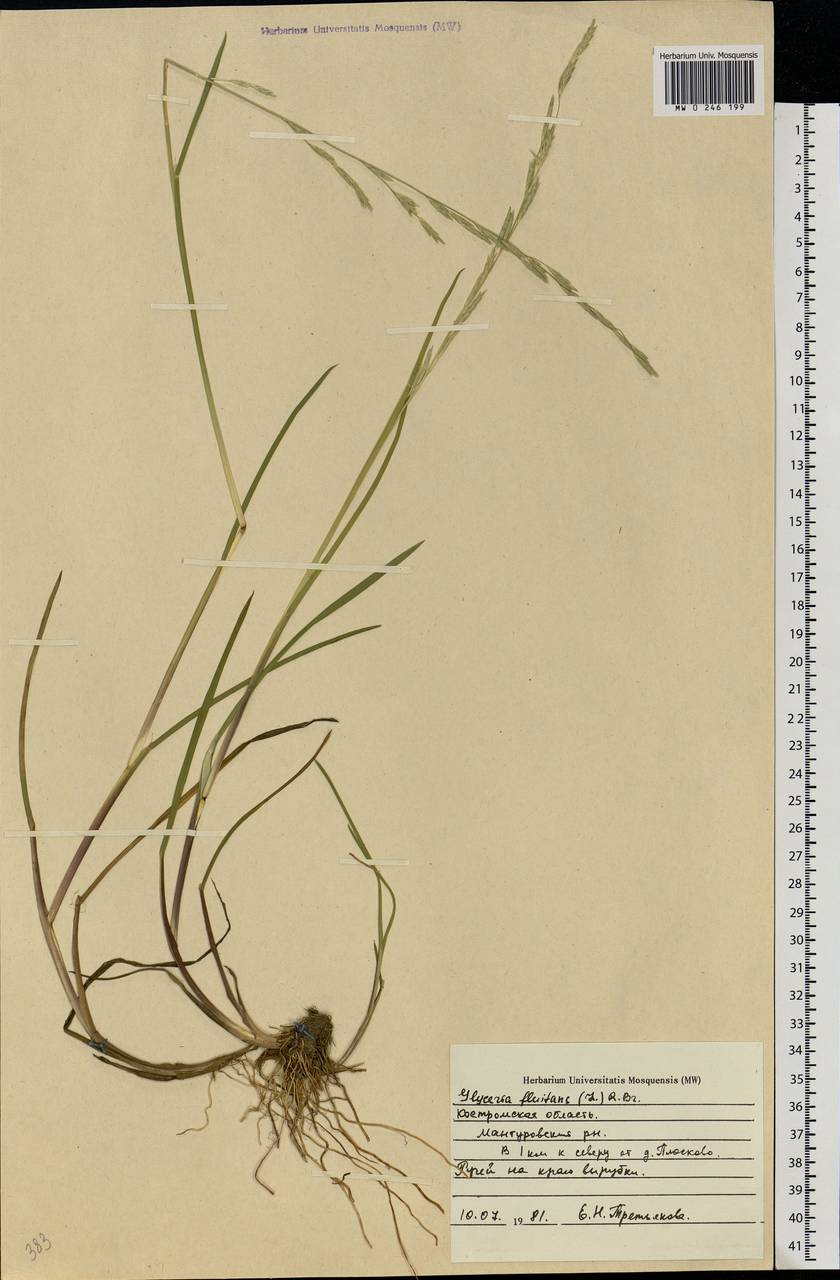 Glyceria fluitans (L.) R.Br., Eastern Europe, Central forest region (E5) (Russia)