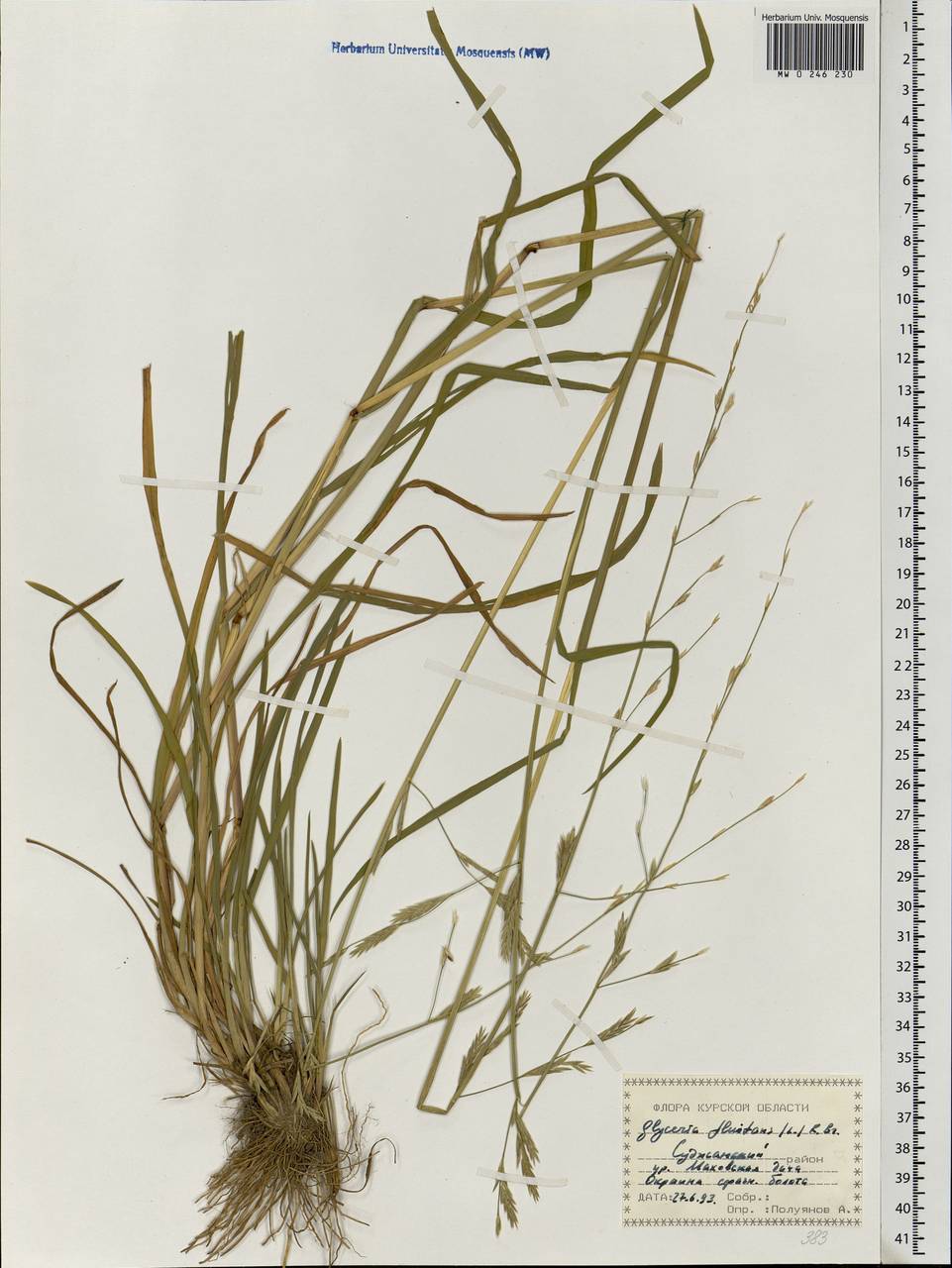 Glyceria fluitans (L.) R.Br., Eastern Europe, Central forest-and-steppe region (E6) (Russia)