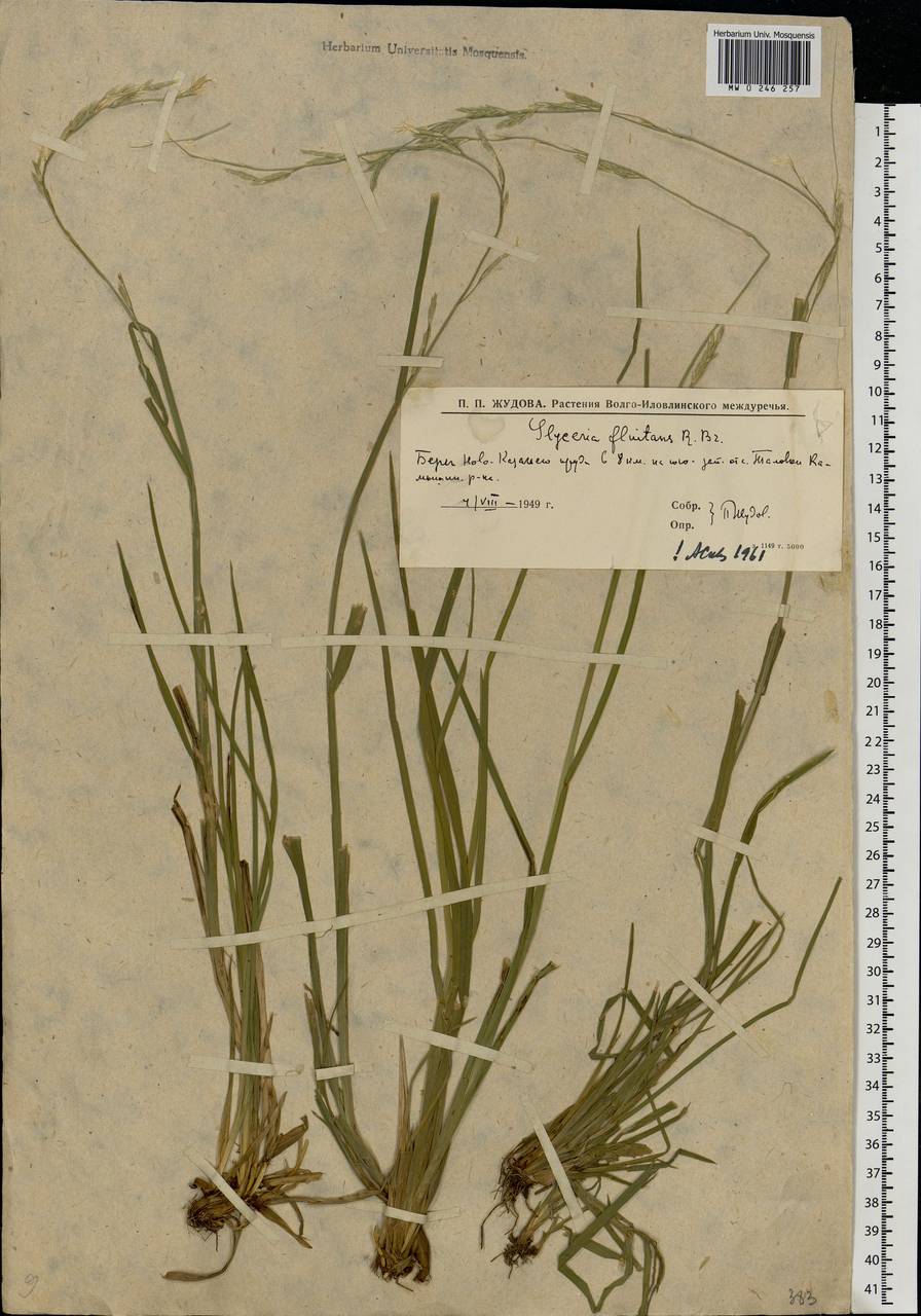 Glyceria fluitans (L.) R.Br., Eastern Europe, Lower Volga region (E9) (Russia)