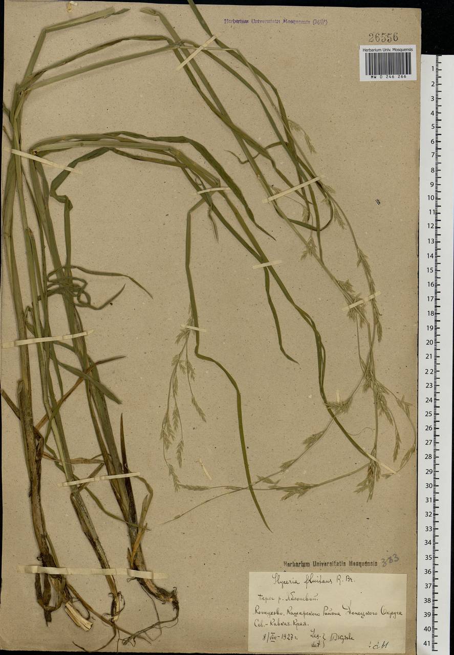 Glyceria fluitans (L.) R.Br., Eastern Europe, Rostov Oblast (E12a) (Russia)