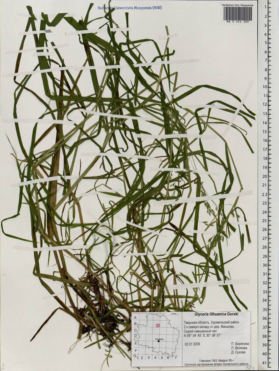 Glyceria lithuanica (Gorski) Gorski, Eastern Europe, North-Western region (E2) (Russia)
