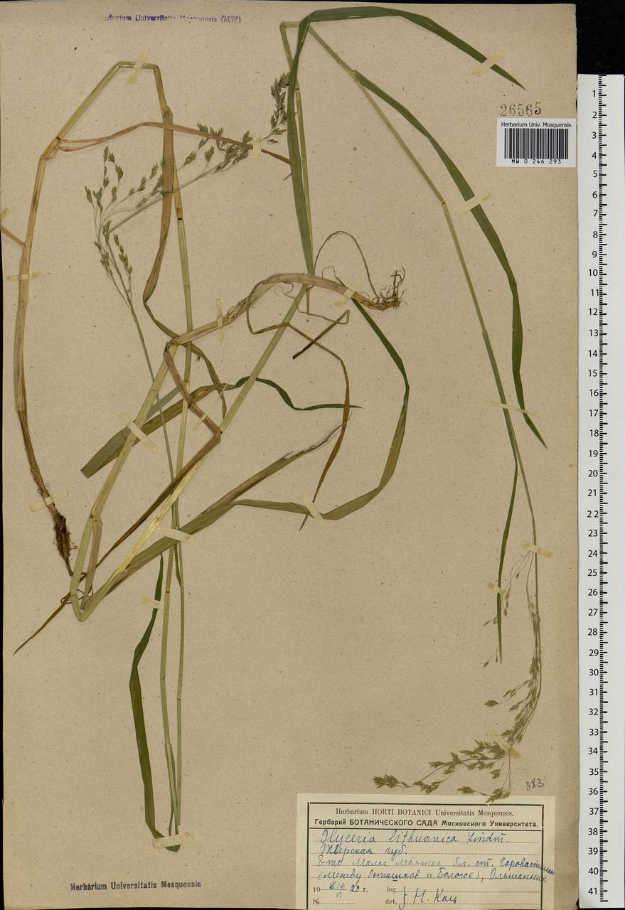 Glyceria lithuanica (Gorski) Gorski, Eastern Europe, North-Western region (E2) (Russia)