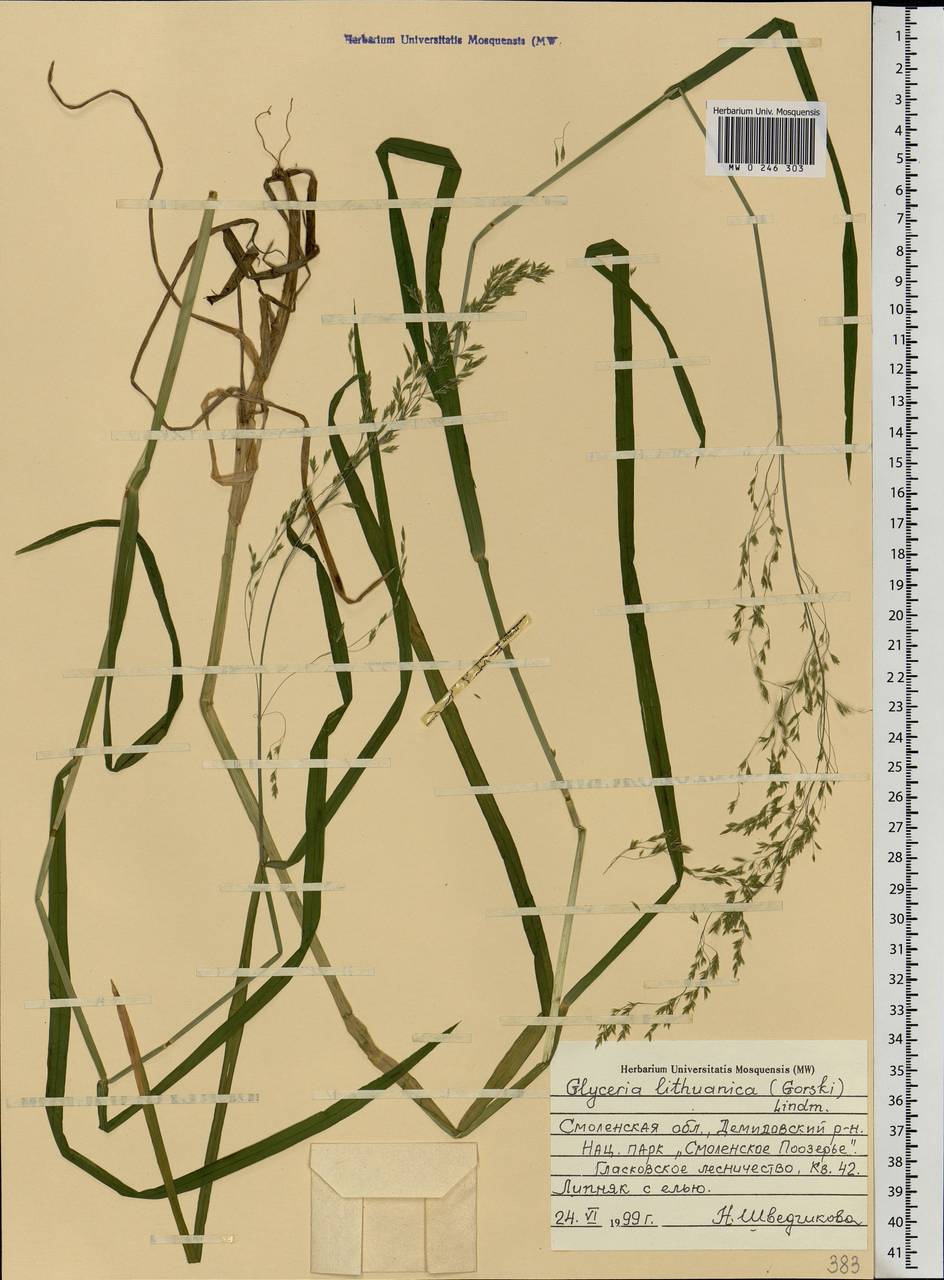 Glyceria lithuanica (Gorski) Gorski, Eastern Europe, Western region (E3) (Russia)