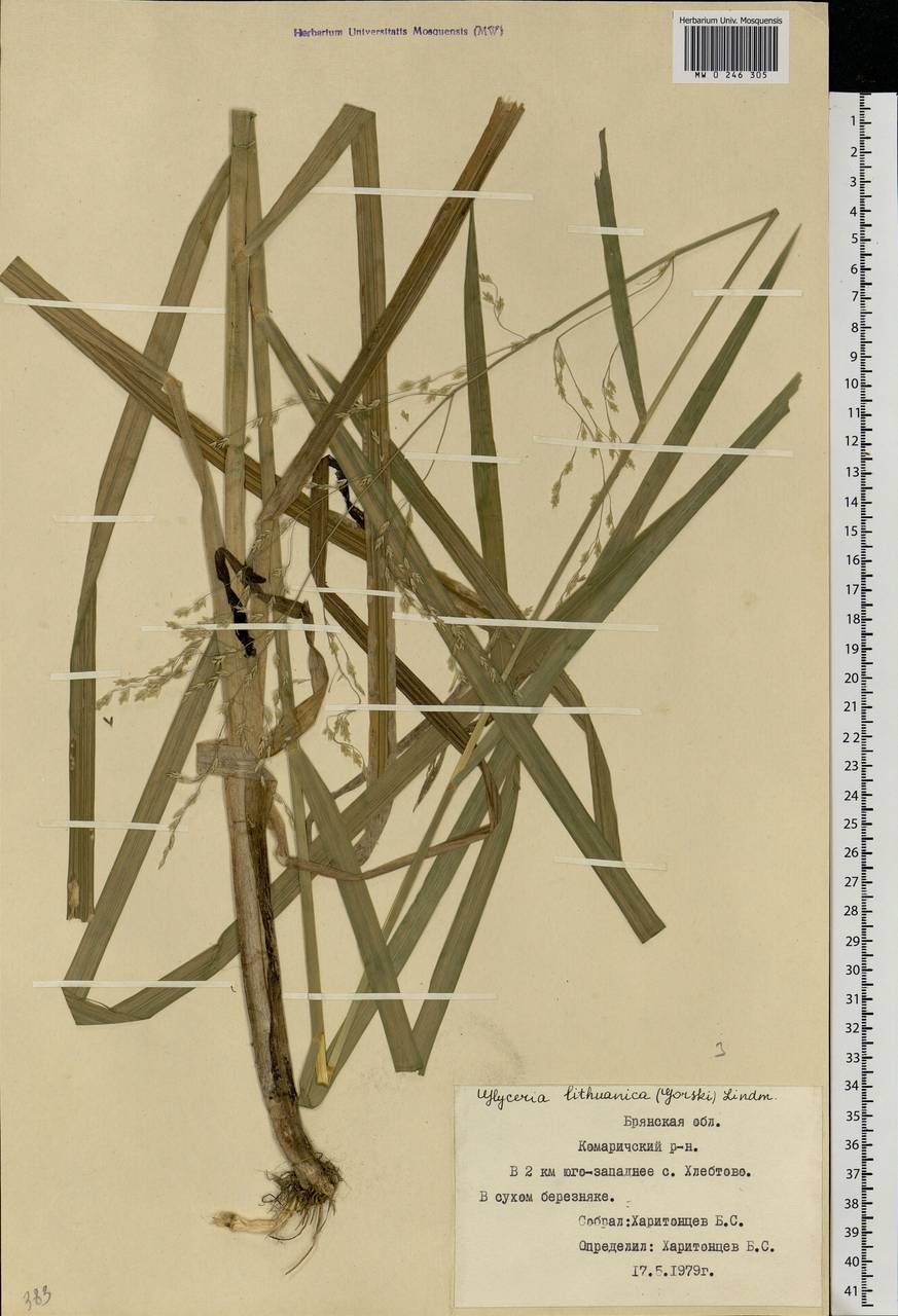 Glyceria lithuanica (Gorski) Gorski, Eastern Europe, Western region (E3) (Russia)