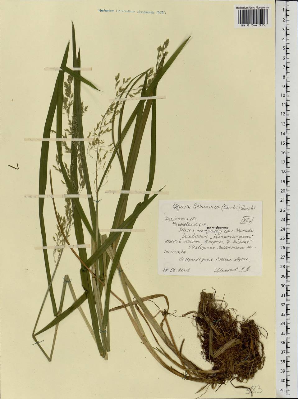 Glyceria lithuanica (Gorski) Gorski, Eastern Europe, Central region (E4) (Russia)