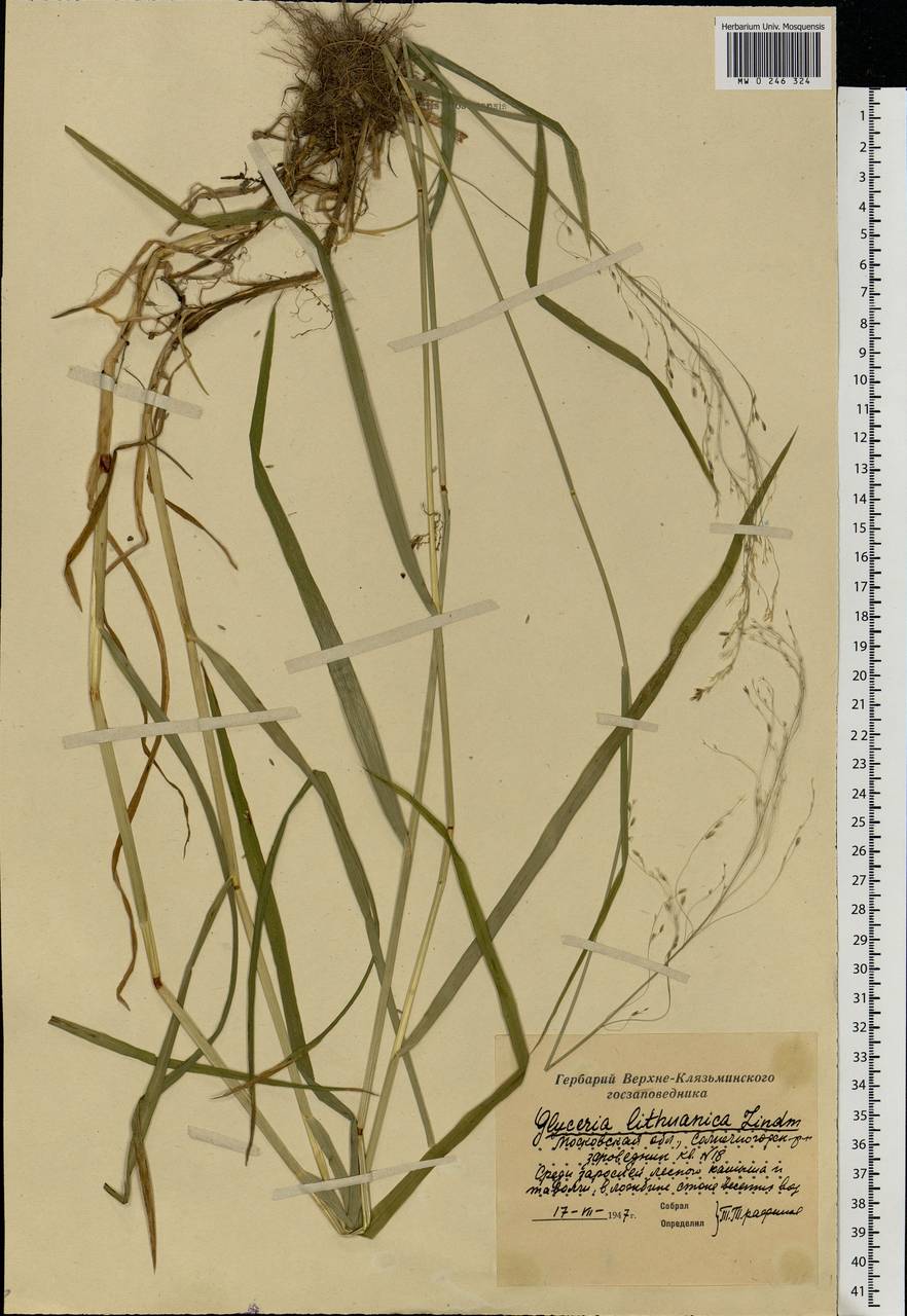 Glyceria lithuanica (Gorski) Gorski, Eastern Europe, Moscow region (E4a) (Russia)