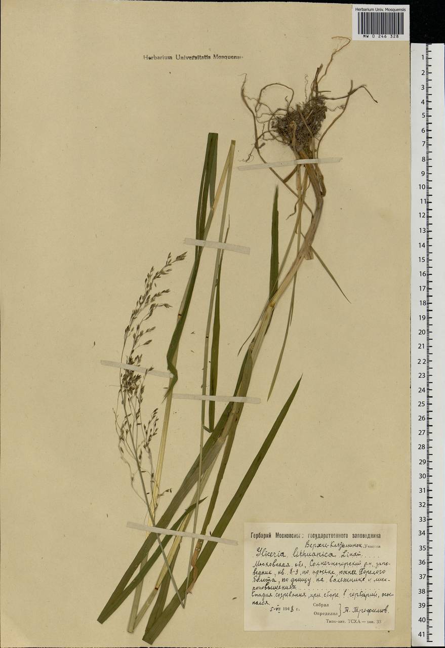 Glyceria lithuanica (Gorski) Gorski, Eastern Europe, Moscow region (E4a) (Russia)