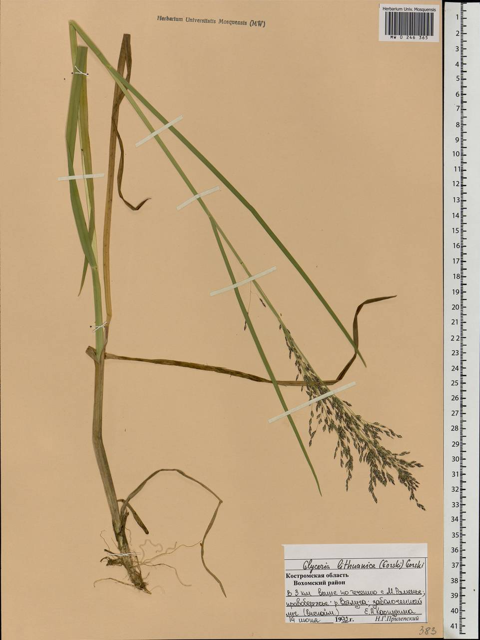 Glyceria lithuanica (Gorski) Gorski, Eastern Europe, Central forest region (E5) (Russia)