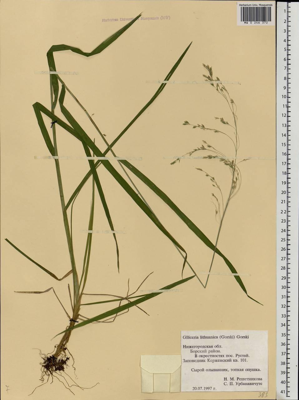 Glyceria lithuanica (Gorski) Gorski, Eastern Europe, Volga-Kama region (E7) (Russia)