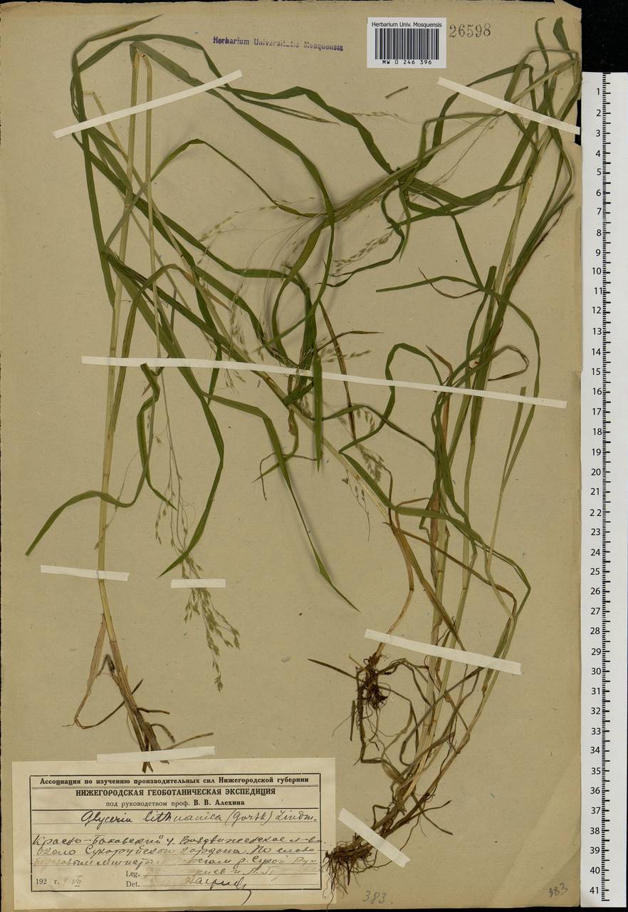 Glyceria lithuanica (Gorski) Gorski, Eastern Europe, Volga-Kama region (E7) (Russia)