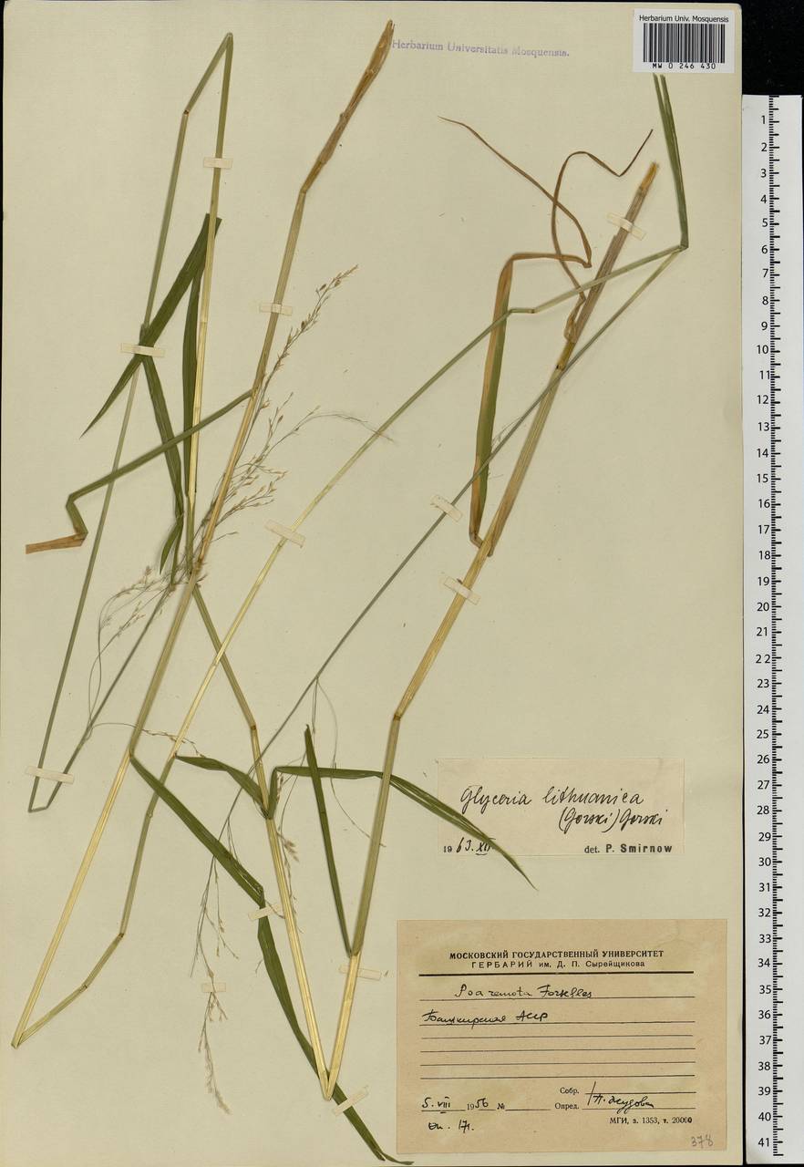 Glyceria lithuanica (Gorski) Gorski, Eastern Europe, Eastern region (E10) (Russia)