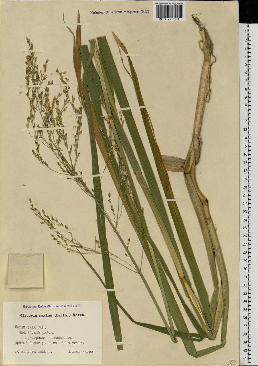 Glyceria maxima (Hartm.) Holmb., Eastern Europe, Latvia (E2b) (Latvia)