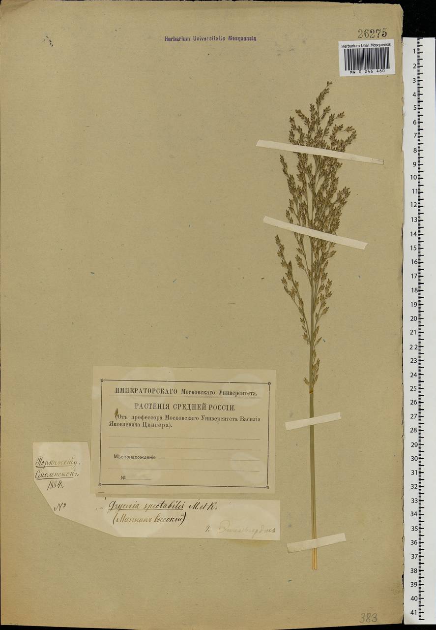 Glyceria maxima (Hartm.) Holmb., Eastern Europe, Western region (E3) (Russia)