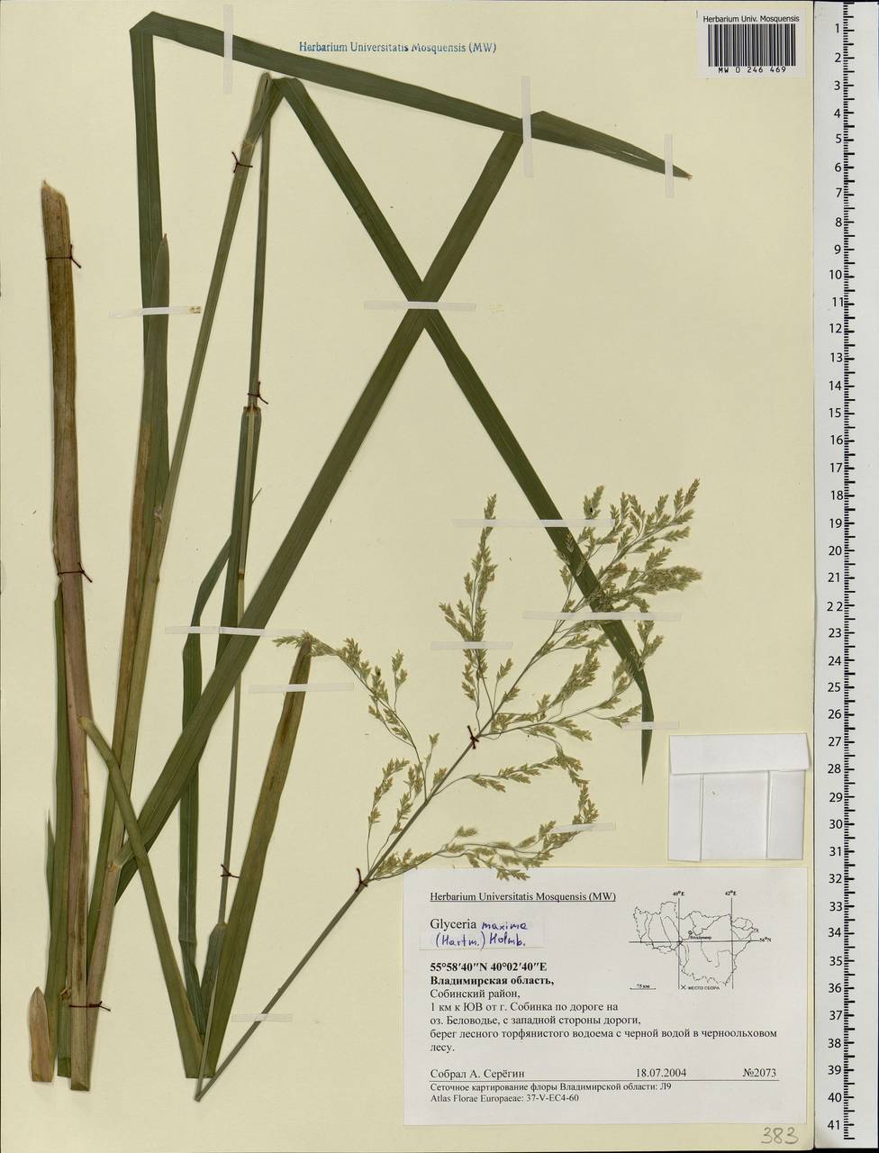 Glyceria maxima (Hartm.) Holmb., Eastern Europe, Central region (E4) (Russia)