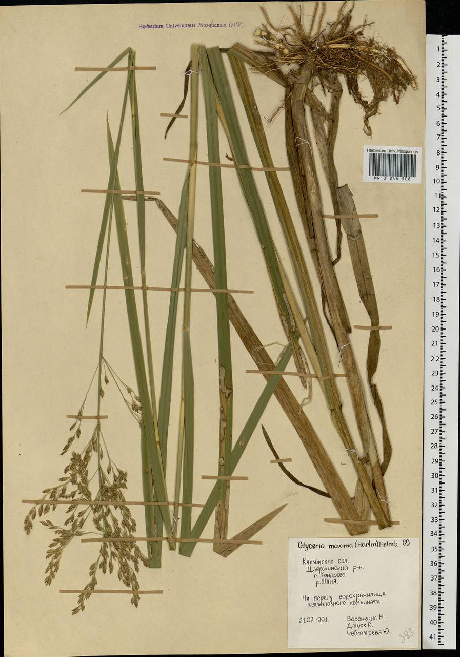 Glyceria maxima (Hartm.) Holmb., Eastern Europe, Central region (E4) (Russia)