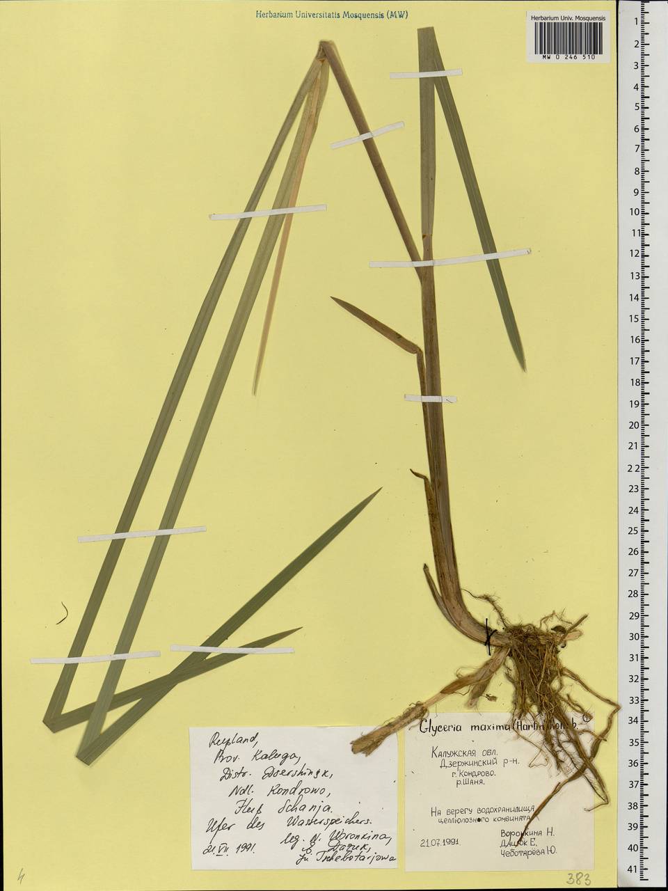 Glyceria maxima (Hartm.) Holmb., Eastern Europe, Central region (E4) (Russia)