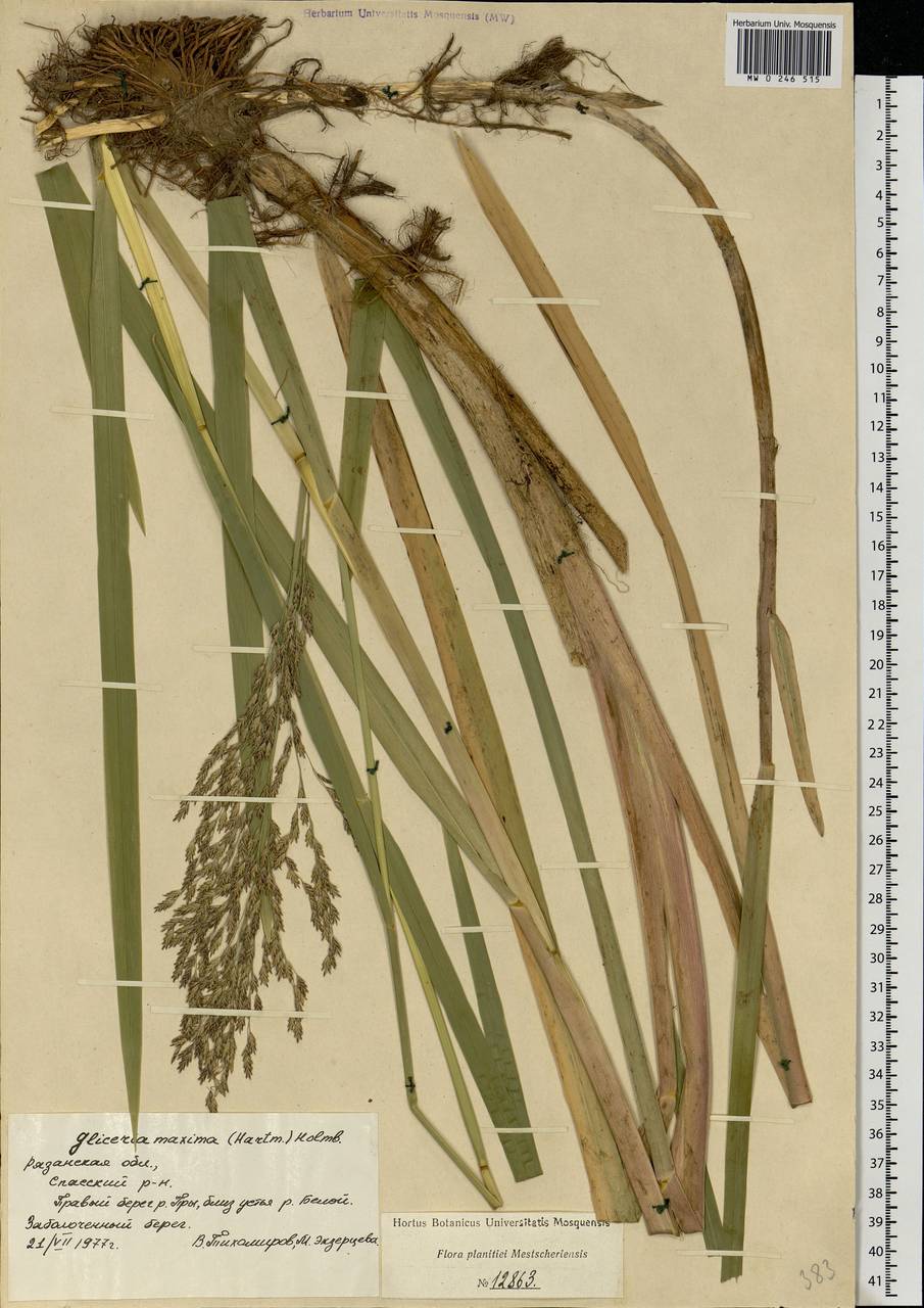 Glyceria maxima (Hartm.) Holmb., Eastern Europe, Central region (E4) (Russia)