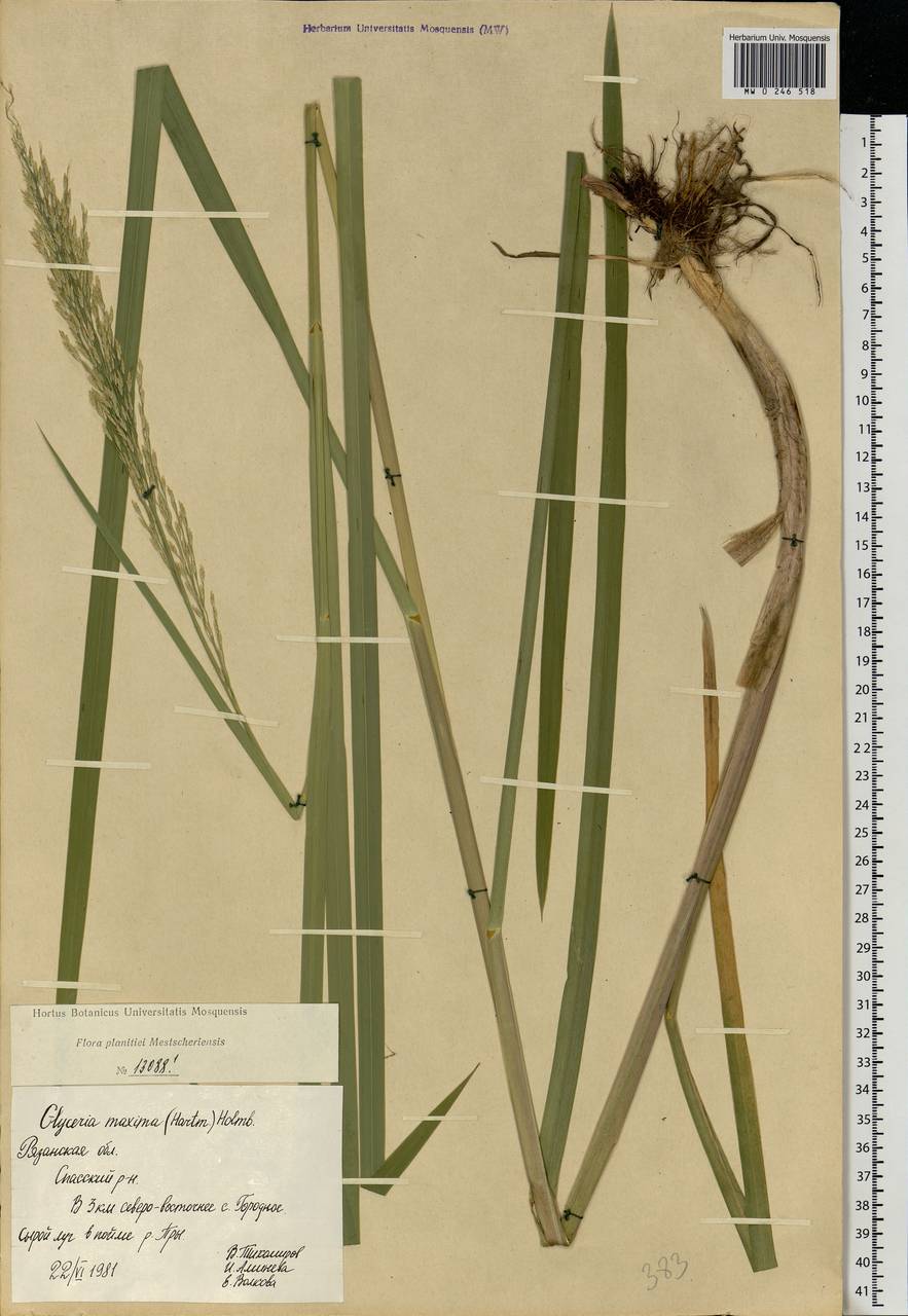 Glyceria maxima (Hartm.) Holmb., Eastern Europe, Central region (E4) (Russia)