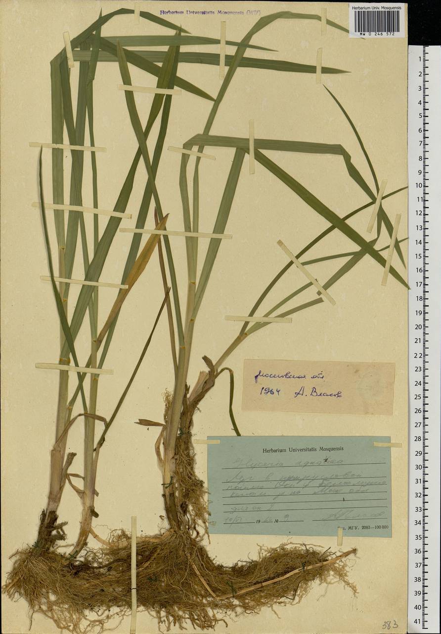 Glyceria maxima (Hartm.) Holmb., Eastern Europe, Moscow region (E4a) (Russia)