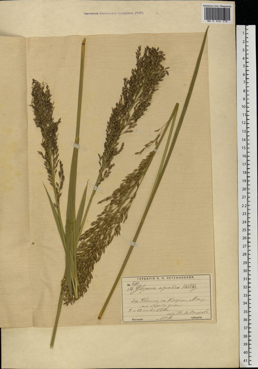 Glyceria maxima (Hartm.) Holmb., Eastern Europe, Moscow region (E4a) (Russia)