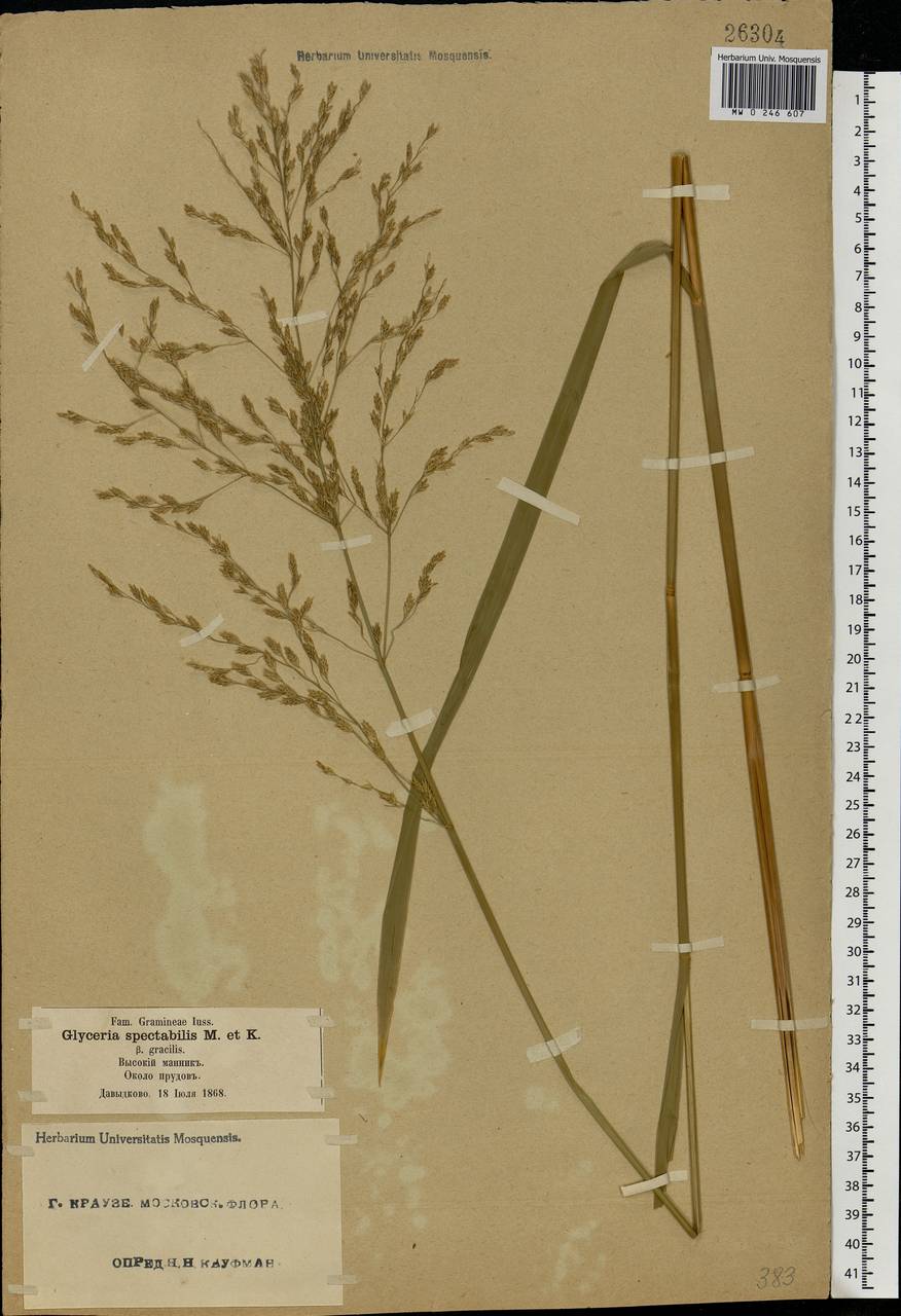 Glyceria maxima (Hartm.) Holmb., Eastern Europe, Moscow region (E4a) (Russia)