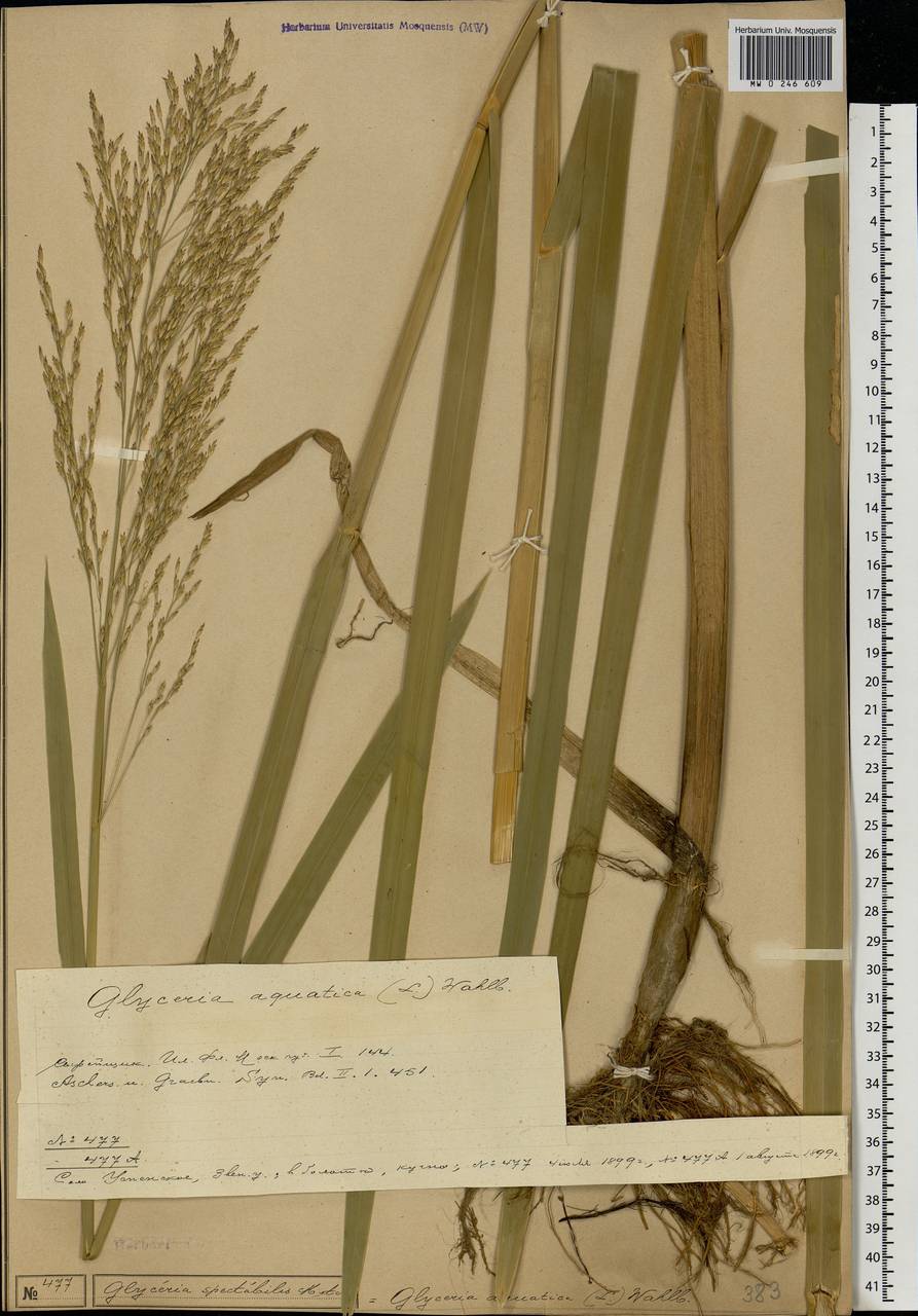 Glyceria maxima (Hartm.) Holmb., Eastern Europe, Moscow region (E4a) (Russia)