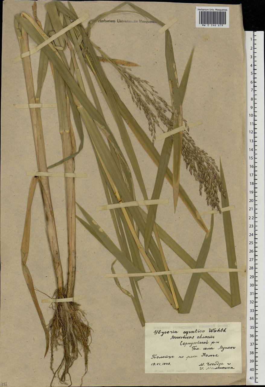 Glyceria maxima (Hartm.) Holmb., Eastern Europe, Moscow region (E4a) (Russia)