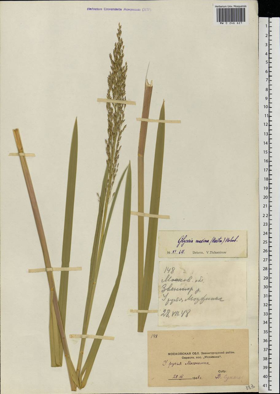 Glyceria maxima (Hartm.) Holmb., Eastern Europe, Moscow region (E4a) (Russia)