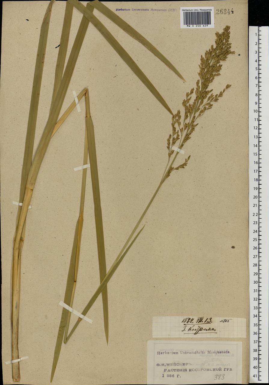 Glyceria maxima (Hartm.) Holmb., Eastern Europe, Central forest region (E5) (Russia)
