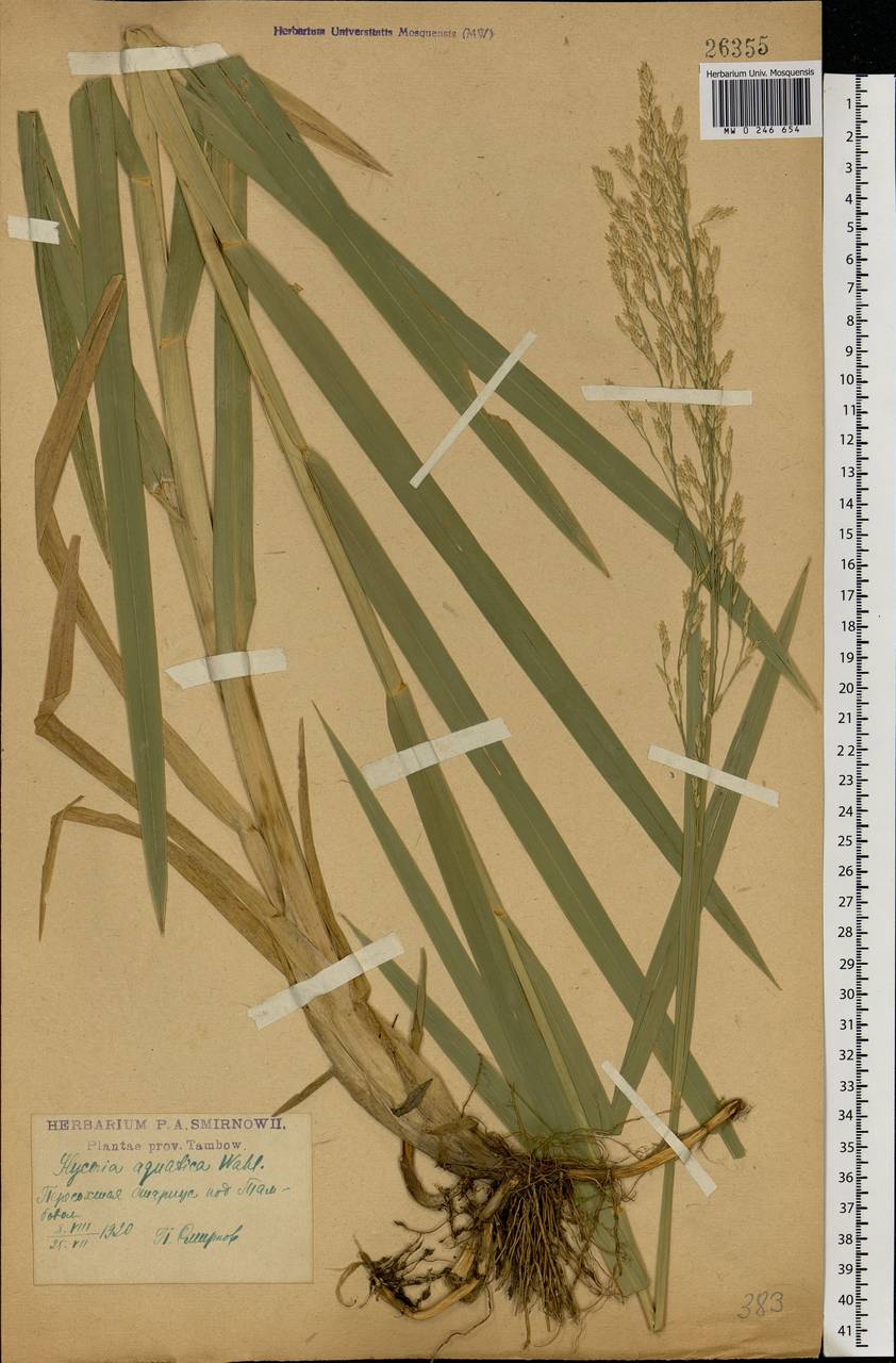 Glyceria maxima (Hartm.) Holmb., Eastern Europe, Central forest-and-steppe region (E6) (Russia)