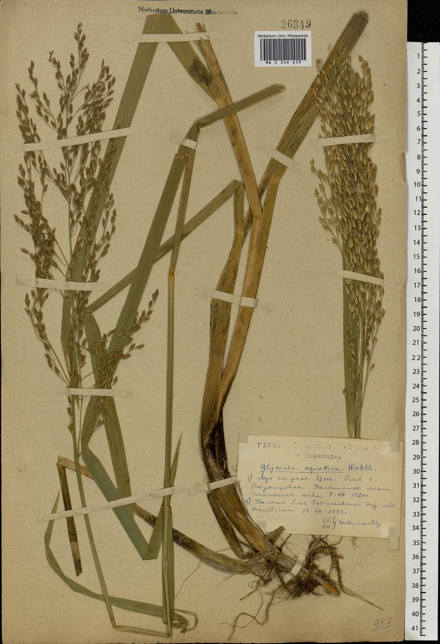 Glyceria maxima (Hartm.) Holmb., Eastern Europe, Central forest-and-steppe region (E6) (Russia)