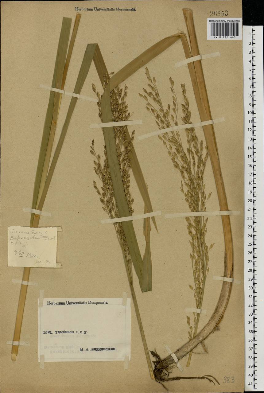 Glyceria maxima (Hartm.) Holmb., Eastern Europe, Central forest-and-steppe region (E6) (Russia)