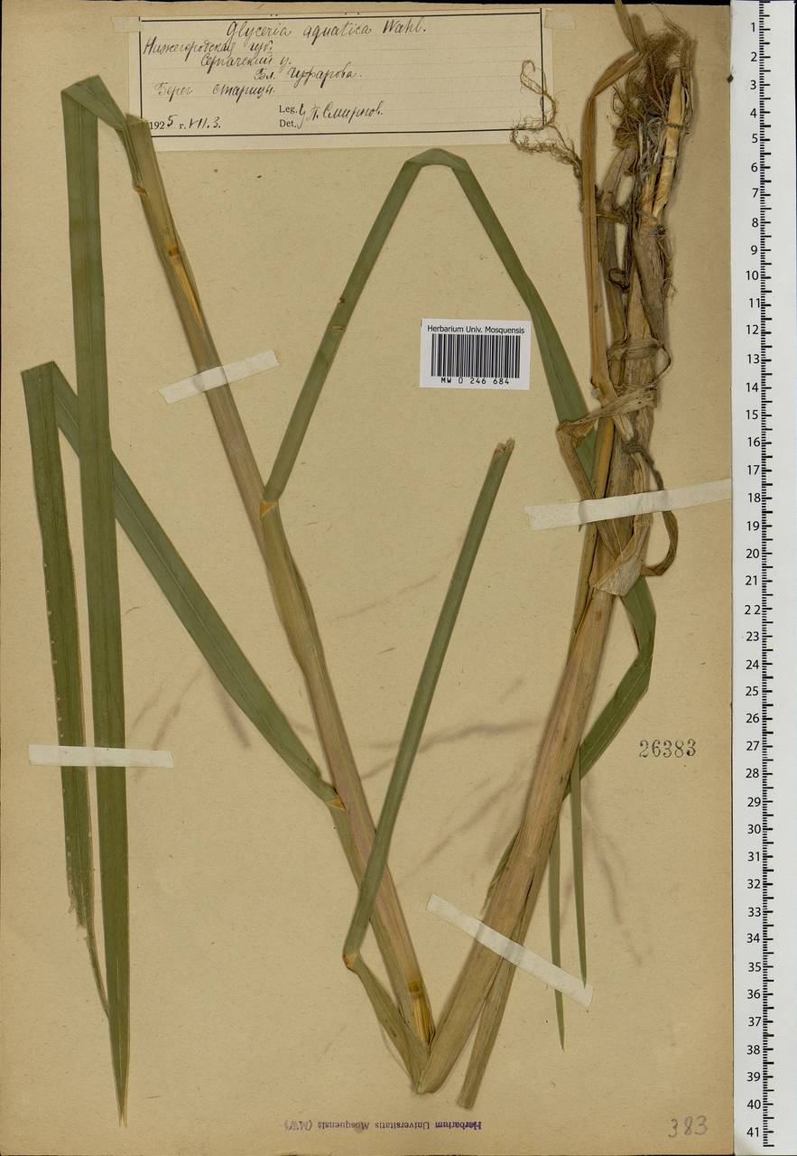 Glyceria maxima (Hartm.) Holmb., Eastern Europe, Volga-Kama region (E7) (Russia)