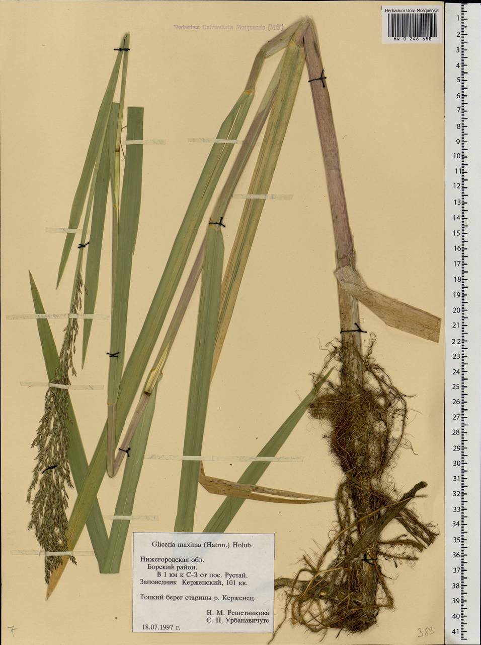 Glyceria maxima (Hartm.) Holmb., Eastern Europe, Volga-Kama region (E7) (Russia)