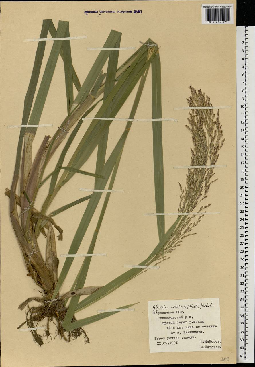 Glyceria maxima (Hartm.) Holmb., Eastern Europe, Middle Volga region (E8) (Russia)