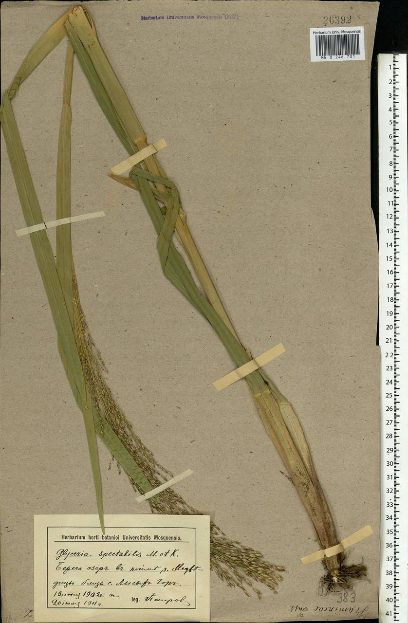 Glyceria maxima (Hartm.) Holmb., Eastern Europe, Lower Volga region (E9) (Russia)