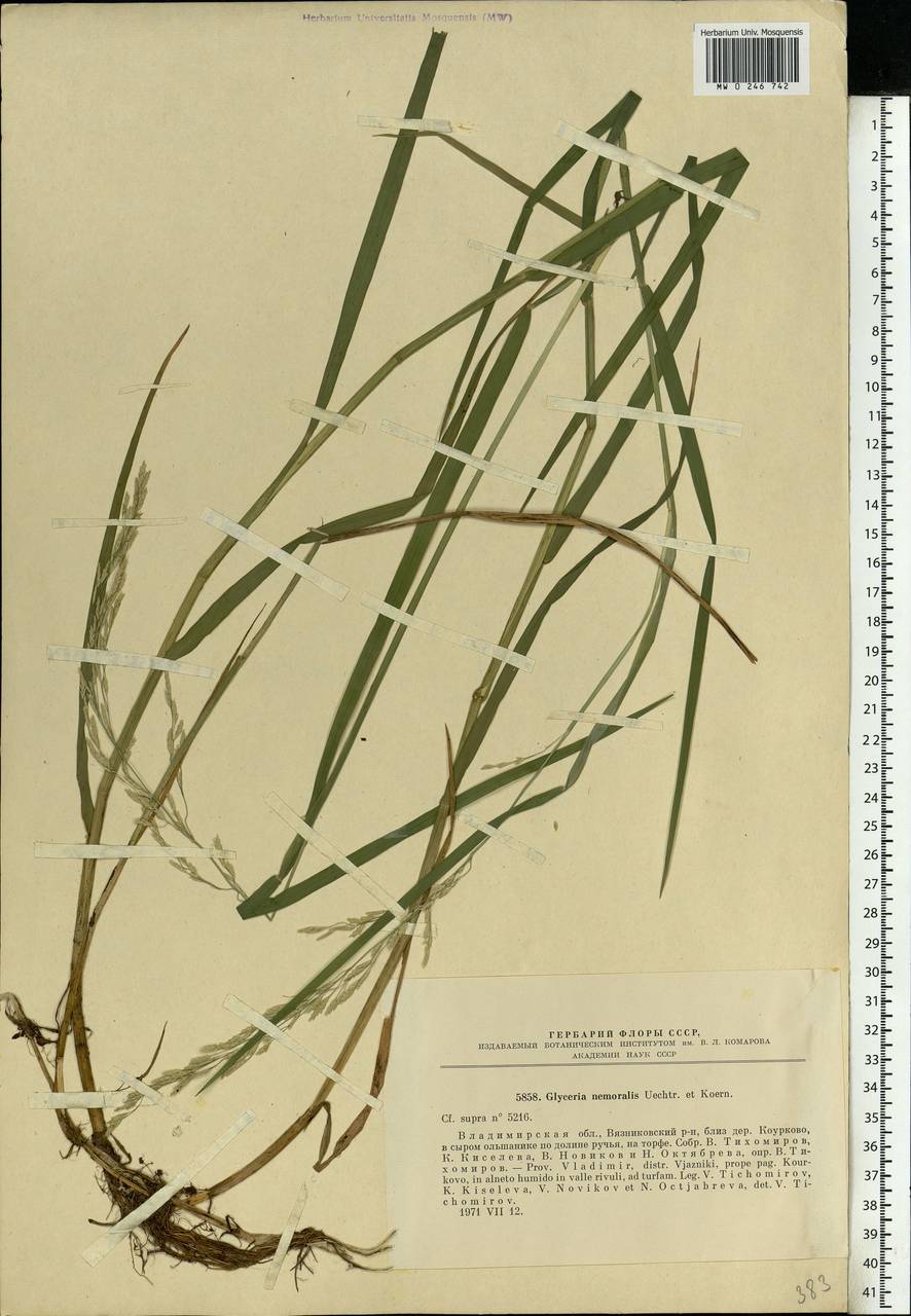 Glyceria nemoralis (R.Uechtr.) R.Uechtr. & Koern., Eastern Europe, Central region (E4) (Russia)